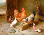 unknow artist Poultry 093 oil painting on canvas